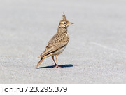 Жаворонок хохлатый. Crested Lark (Galerida cristata). Стоковое фото, фотограф Василий Вишневский / Фотобанк Лори