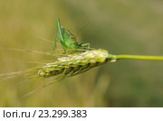Кузнечик зелёный (лат. Tettigonia viridissima) на колоске ржи. Стоковое фото, фотограф Елена Коромыслова / Фотобанк Лори