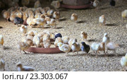 baby chickens on poultry farmhouse. Стоковое видео, видеограф Яков Филимонов / Фотобанк Лори