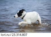 Щенок боится воды. Первое купание. Стоковое фото, фотограф Абрамова Ксения / Фотобанк Лори