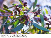 soap mallee plant. Стоковое фото, фотограф Яков Филимонов / Фотобанк Лори