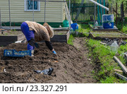 Женщина на даче сажает картофель в грядку. Стоковое фото, фотограф Павел Резниченко / Фотобанк Лори