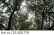 Большой баньян. Стоковое видео, видеограф Курганов Александр / Фотобанк Лори
