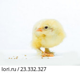 Цыплята породы Брама. Стоковое фото, фотограф Типляшина Евгения / Фотобанк Лори