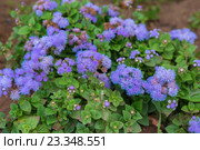 Агератум Гаустона Ageratum houstonianum. Стоковое фото, фотограф Юлия Машкова / Фотобанк Лори