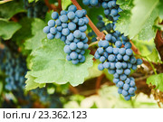 Red Grapes on the Vine. Стоковое фото, фотограф Дмитрий Калиновский / Фотобанк Лори