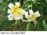 Тигровая лилия  Леди Элис (Lilium Lady Alice) Стоковое фото, фотограф Наталья Гармашева / Фотобанк Лори