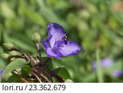 Традесканция виргинская (Tradescantia virginiana) Стоковое фото, фотограф Наталья Гармашева / Фотобанк Лори