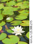 Белая кувшинка (лат. Nymphaea) в пруду. Стоковое фото, фотограф Наталья Гармашева / Фотобанк Лори