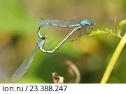 Пара стрекоз Стрелок-девушек (Coenagrion puella) Стоковое фото, фотограф Иванова Анастасия / Фотобанк Лори
