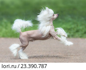 Молодая собака породы Китайская хохлатая голая. Стоковое фото, фотограф Абрамова Ксения / Фотобанк Лори