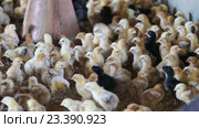 lots fluffy baby chickens. Стоковое видео, видеограф Яков Филимонов / Фотобанк Лори