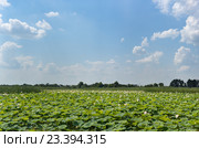 Озеро с лотосом  орехоносным (лат. Nelumbo nucifera) недалеко от города Краснодара. Стоковое фото, фотограф Наталья Гармашева / Фотобанк Лори