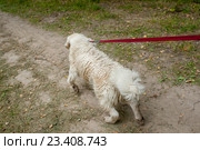 Собака тянет на поводке. Стоковое фото, фотограф Никита Вишневецкий / Фотобанк Лори