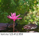 Розовая тропическая кувшинка (лат. Nymphaea) Стоковое фото, фотограф Наталья Гармашева / Фотобанк Лори