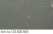 Водомерки ( Gerridae) — семейство полужесткокрылых насекомых из подотряда клопов (Heteroptera) Стоковое видео, видеограф Олег Хархан / Фотобанк Лори