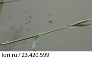 Водомерки на поверхности воды (Gerridae) — семейство полужесткокрылых насекомых из подотряда клопов (Heteroptera) Стоковое видео, видеограф Олег Хархан / Фотобанк Лори
