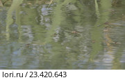 Водомерки ( Gerridae) — семейство полужесткокрылых насекомых из подотряда клопов (Heteroptera) Стоковое видео, видеограф Олег Хархан / Фотобанк Лори