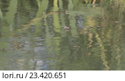Водомерки на пруду (Gerridae) — семейство полужесткокрылых насекомых из подотряда клопов (Heteroptera) Стоковое видео, видеограф Олег Хархан / Фотобанк Лори