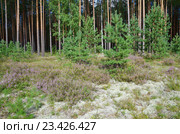 Природа Селигера. Вереск обыкновенный (лат. Calluna vulgaris) и ягель (лат. Cladonia rangiferina) на опушке соснового бора. Стоковое фото, фотограф Елена Коромыслова / Фотобанк Лори