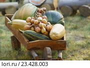 Деревянная тележка с урожаем овощных и бахчевых культур. Стоковое фото, фотограф Наталья Гармашева / Фотобанк Лори