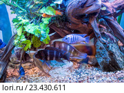 Разноцветные малавийские цихлиды. Рыбы из рода Cynotilapia. Стоковое фото, фотограф Евгений Ткачёв / Фотобанк Лори