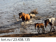 Лошади и жеребята в воде. Стоковое фото, фотограф Анатолий Матвейчук / Фотобанк Лори