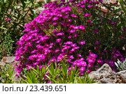 Pink flowers (Carpobrotus) closeup. Стоковое фото, фотограф Юрий Брыкайло / Фотобанк Лори
