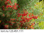 grevillea olivacea thelemannia flowers. Стоковое фото, фотограф Яков Филимонов / Фотобанк Лори
