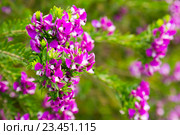 pink polygala myrtifolia flowers. Стоковое фото, фотограф Яков Филимонов / Фотобанк Лори