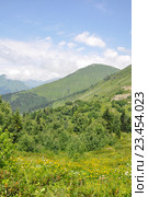 Альпийские луга в горах Кавказа (2016 год). Стоковое фото, фотограф Наталья Краснобаева / Фотобанк Лори