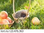 Ежик (лат. Erinaceus europaeus) и яблоки в корзинке на траве. Стоковое фото, фотограф Наталья Гармашева / Фотобанк Лори