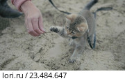 Британская короткошёрстная кошка в ошейнике гуляет на свежем воздухе и играет с веточкой. Стоковое видео, видеограф Константин Шишкин / Фотобанк Лори