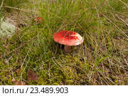 Красная сыроежка в траве. Стоковое фото, фотограф Svet / Фотобанк Лори