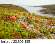Морошка на берегу Баренцева моря. Стоковое фото, фотограф Гонтарь Валерий / Фотобанк Лори