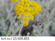 Крестовник цинерариевый (лат.Senecio cineraria) Стоковое фото, фотограф Галина Хорошман / Фотобанк Лори