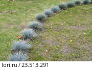 Овсяница голубая (сизая) (Festuca cinerea) высажена на газон. Стоковое фото, фотограф Ирина Борсученко / Фотобанк Лори