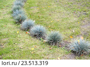Овсяница голубая (сизая) (Festuca cinerea) растет на газоне. Стоковое фото, фотограф Ирина Борсученко / Фотобанк Лори