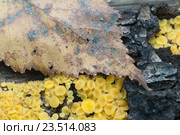 Аскомицет Bisporella citrina [Calycella citrina] Стоковое фото, фотограф Александр Курлович / Фотобанк Лори
