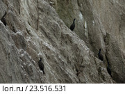 Пелагический баклан, гнездится на скалах в Тихом океане. Стоковое фото, фотограф Юлия Машкова / Фотобанк Лори