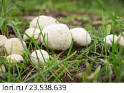 Дождевики (лат. Lycoperdon), сентябрь. Стоковое фото, фотограф Александр Романов / Фотобанк Лори