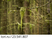 Лишайник уснея в заповеднике кологривский лес. Стоковое фото, фотограф Сергей Александров / Фотобанк Лори