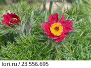 Прострел обыкновенный, сон-трава (лат. Pulsatilla vulgaris Mill) Стоковое фото, фотограф Елена Коромыслова / Фотобанк Лори