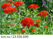 Цветок Лихнис Скарлет Халцедонский (лат. Lychnis chalcedonica ) в саду. Стоковое фото, фотограф Елена Коромыслова / Фотобанк Лори