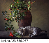 Спящий котенок. Стоковое фото, фотограф Ирина Приходько / Фотобанк Лори