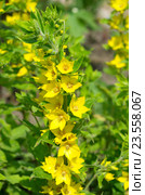 Вербейник (лат. Lysimachia) Стоковое фото, фотограф Елена Коромыслова / Фотобанк Лори