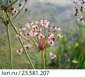Цветущий Сусак зонтичный (Butomus umbellatus) Стоковое фото, фотограф Алёшина Оксана / Фотобанк Лори