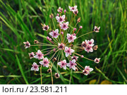 Цветущий Сусак зонтичный (Butomus umbellatus) Стоковое фото, фотограф Алёшина Оксана / Фотобанк Лори