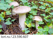 Рядовка серая (лат. Tricholoma portentosum) растет в лесу. Стоковое фото, фотограф Елена Коромыслова / Фотобанк Лори