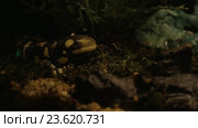 Tiger salamander exposed in oceanarium. Стоковое видео, видеограф Данил Руденко / Фотобанк Лори
